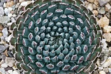 planta geomÃ©trica