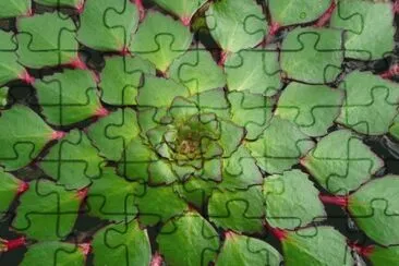 planta geomÃ©trica