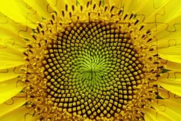 girasol