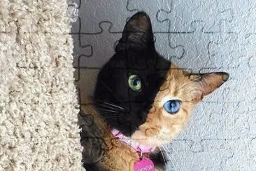 rariti cat