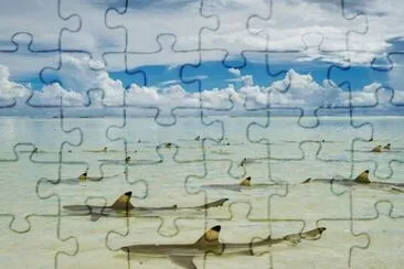 Tiburones en las islas Seychelles jigsaw puzzle