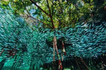 Sardinas, Arrecifes de Coral, Cuba jigsaw puzzle