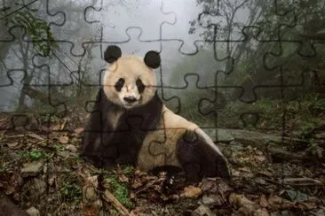 Panda Gigante jigsaw puzzle