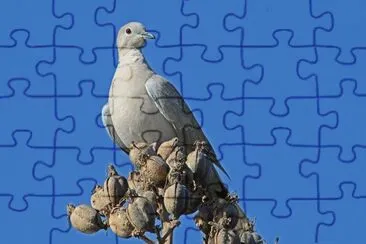 Fuerte Ventura jigsaw puzzle