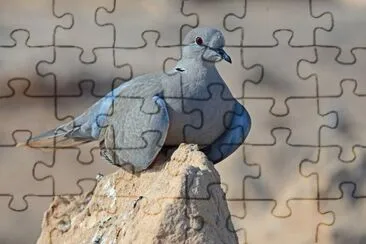 Fuerte Ventura jigsaw puzzle
