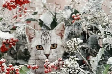 פאזל של (188) Gatinho