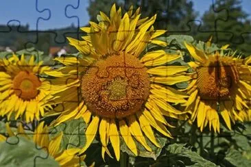 blumen jigsaw puzzle