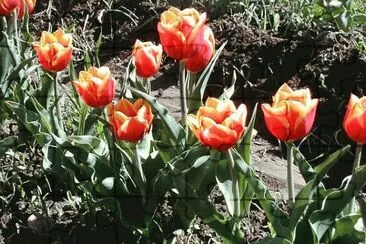 פאזל של tulipanes patagÃ³nicos