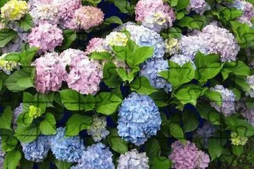 hortensias