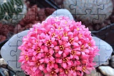 Flores del desierto
