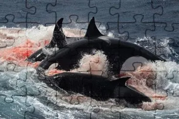 Orcas Cazando un Zifio jigsaw puzzle