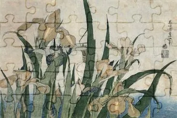 iris