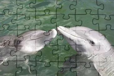 delfines
