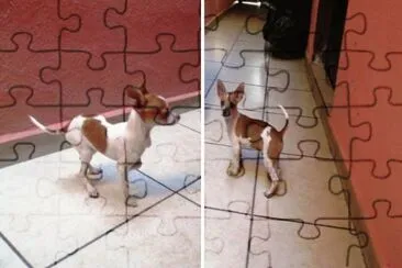chihuahuas
