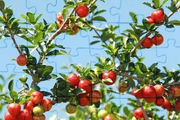 Acerola jigsaw puzzle