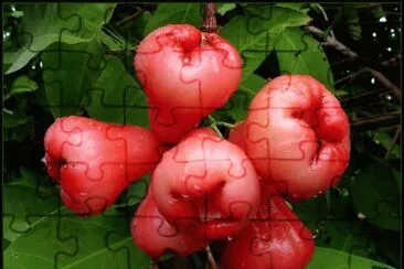 Jambo Rosa jigsaw puzzle