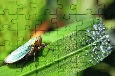 Zwergzikade jigsaw puzzle