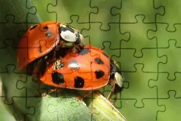 MarienkÃ¤fer jigsaw puzzle