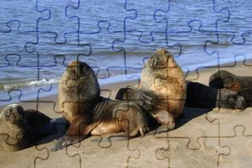 En Necochea. Buenos Aires. Argentina jigsaw puzzle