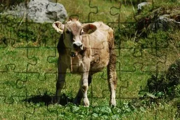 Vitellino 08.07 jigsaw puzzle