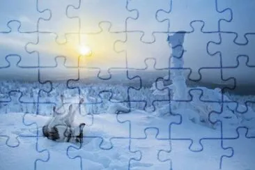 Lobo revolcÃ¡ndose en la nieve jigsaw puzzle