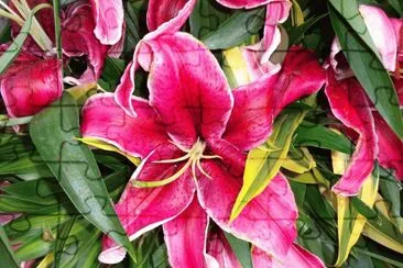 LIRIO jigsaw puzzle