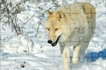 פאזל של lobo
