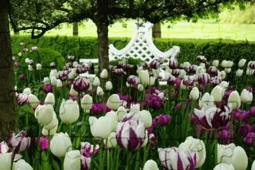 Gorgeous Purple and White Rembrant Tulips
