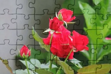 Rosas Vermelhas jigsaw puzzle