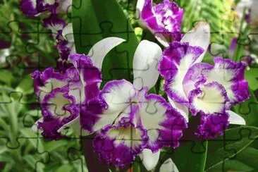 imagens jigsaw puzzle