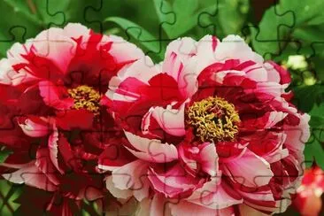 imagens jigsaw puzzle