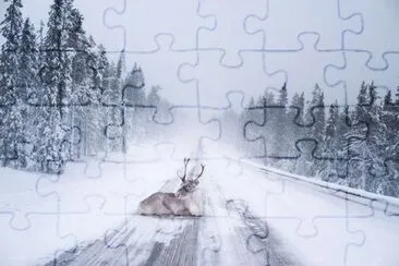 Reno sobre la Carretera Nevada - Finlandia