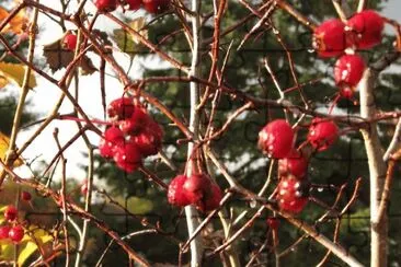 Berries on the bush jigsaw puzzle