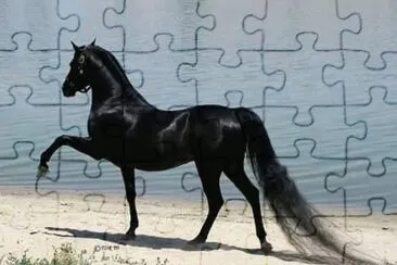 NEGRO AZABACHE