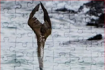 GAVIOTA EN PICADA