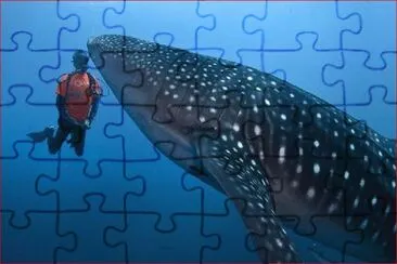 TIBURON BALLENA jigsaw puzzle
