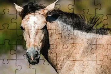 Cavallo Francia jigsaw puzzle