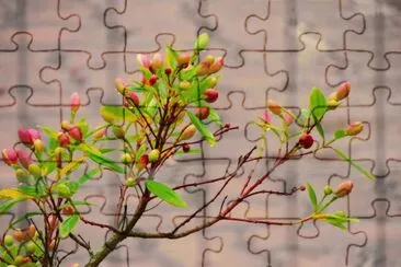 Quaresmeira em botÃµes jigsaw puzzle