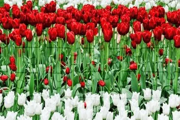 Tulipani jigsaw puzzle