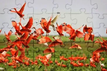 פאזל של Corocoras. Llano venezolano. Venezuela