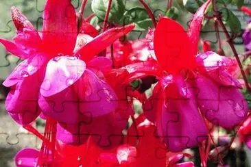 Beautiful Vibrant Fuchsia jigsaw puzzle