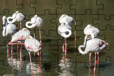 Fenicotteri jigsaw puzzle