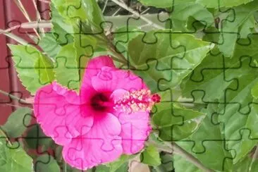 Flor jigsaw puzzle