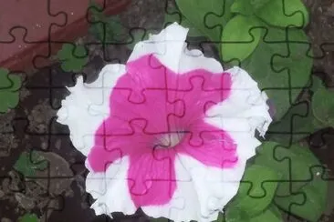 Petunia jigsaw puzzle