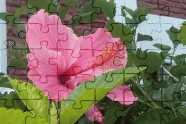 Flor jigsaw puzzle
