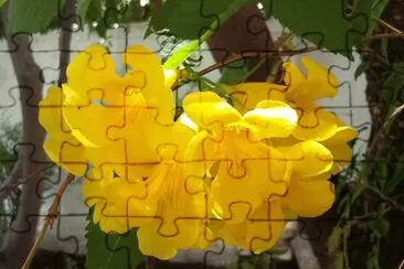 Flores jigsaw puzzle