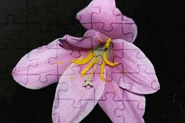 Nocturna jigsaw puzzle