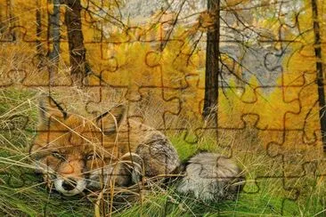 Renard jigsaw puzzle