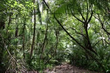 forÃªt 1 jigsaw puzzle