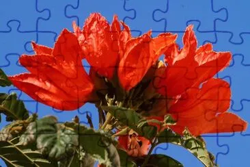 tulpenbaum jigsaw puzzle